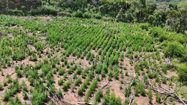 SENAD destruye 15 toneladas de marihuana y campamentos narcos en Concepción - Concepción al Día