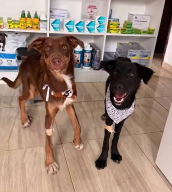 [VIDEO] Buscan hogar para los hermanitos de Altos