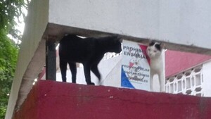 El Mbiguá asegura que "en ningún momento" se prohibió alimentar a los gatos que conviven en el club