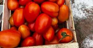 La Nación / Cosecha de tomate de verano en Villarrica muestra potencial de la horticultura local