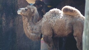 En el concurso de 'Miss Camello' pillaron que algunas se habían hecho cirugía plástica