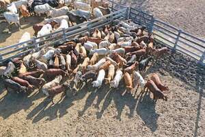 Genpy SA busca ampliar producción en Alto Paraguay - ABC Rural - ABC Color