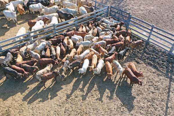 Genpy SA busca ampliar producción en Alto Paraguay - ABC Rural - ABC Color