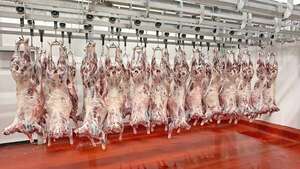 El gran salto de la ovinocultura paraguaya - ABC Rural - ABC Color