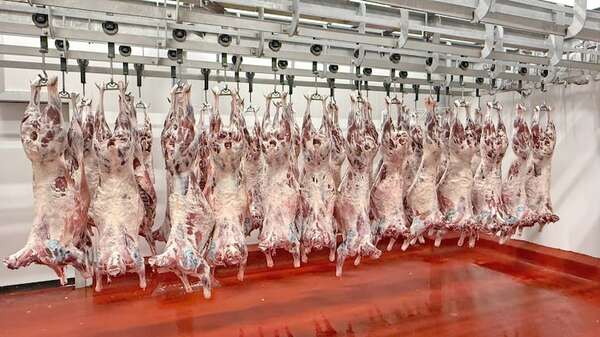 El gran salto de la ovinocultura paraguaya - ABC Rural - ABC Color