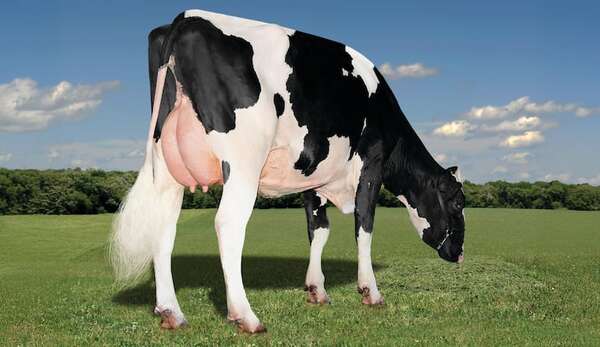 Revolución en el tambo: genética del número uno llega a Paraguay - ABC Rural - ABC Color