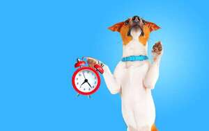 ¿Tu perro sabe qué hora es gracias a su olfato? - Mascotas - ABC Color