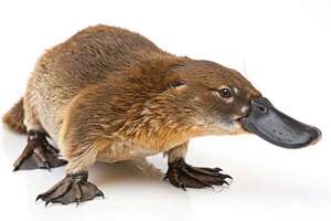 El ornitorrinco, el mamífero que desconcertó a la ciencia y aún sorprende - Ciencia - ABC Color
