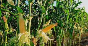 La Nación / Siembra de zafriña presenta panorama desafiante ante retrasos en la zafra principal