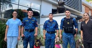 Diario HOY | Dakota, Dalma y Sami, los canes de servicio que donaron sangre al banco veterinario