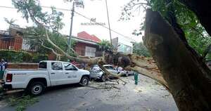 Diario HOY | Estiman que más de 70 árboles en Asunción necesitan inmediata intervención