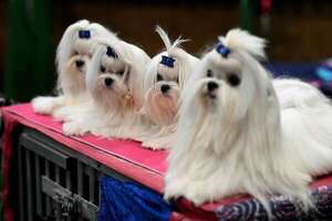 Video: más de 20.000 perros compiten en Crufts 2026 en Birmingham  - Mascotas - ABC Color