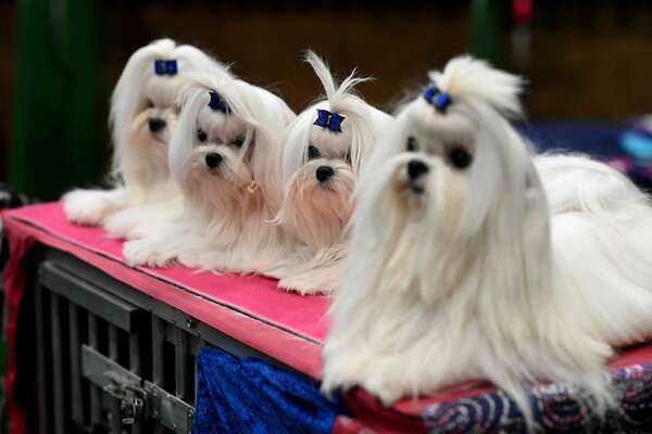 Video: más de 20.000 perros compiten en Crufts 2026 en Birmingham  - Mascotas - ABC Color