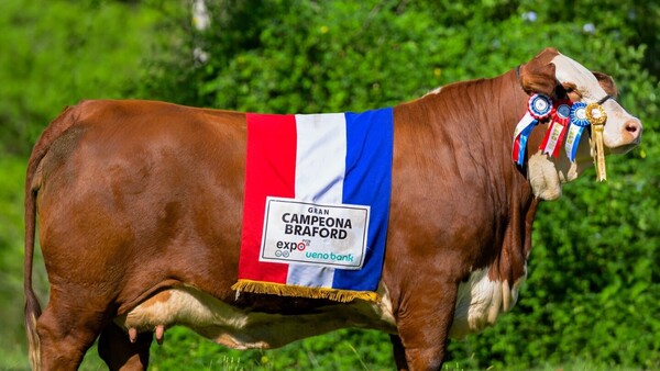 Isabel, la vaca paraguaya de la raza Braford que se impone en Estados Unidos