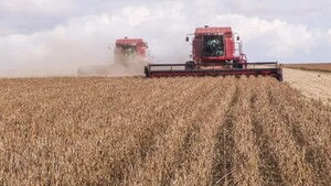 Cosecha de soja a nivel país avanza en 90%, afirman