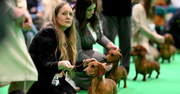 La Nación / El salón canino más grande del mundo reúne a 20.000 perros en Birmingham