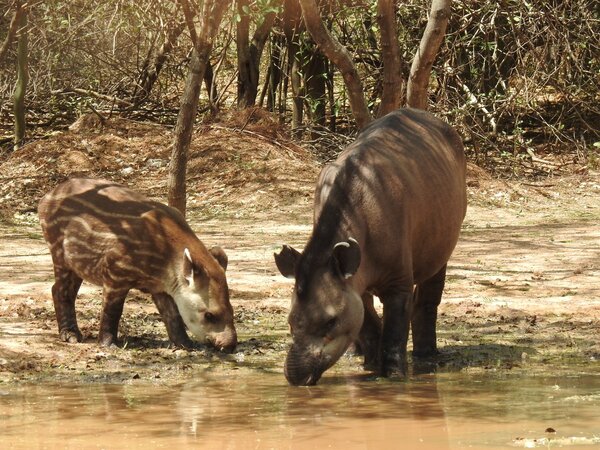 Paraguay y su vida silvestre: Un patrimonio natural que debemos proteger