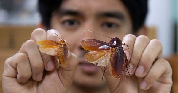 La Nación / El “Señor de las Cucarachas” defiende a estos insectos incomprendidos
