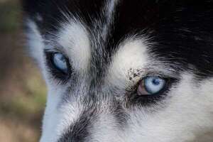 Razas de perros con ojos azules: descubrí las más icónicas - Mascotas - ABC Color