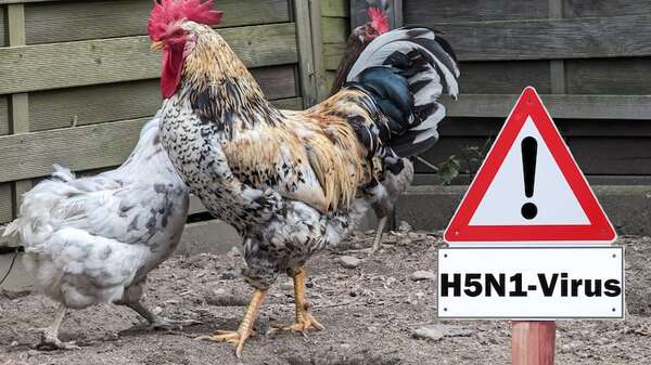 Gripe aviar se acerca: aparición en granja comercial de Argentina genera preocupación - Economía - ABC Color