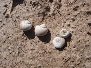 Sobre los caracoles de agua dulce, sus conchas y sus huevos