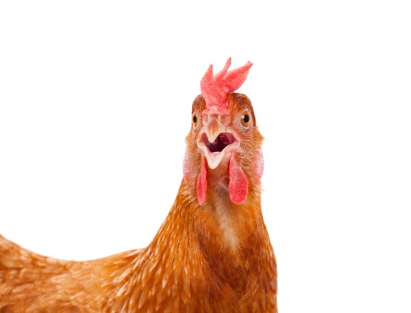 La gripe aviar llegó a un establecimiento comercial de Argentina: ya se detectaron 3 focos en el vecino país