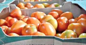 Diario HOY | MAG descarta extender importación de tomate y destaca fuerte oferta local