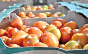 MAG descarta extender importación de tomate y destaca fuerte oferta local