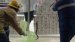 Cuerpo de Bomberos de Villeta rescatan a una yarará de estación de servicio