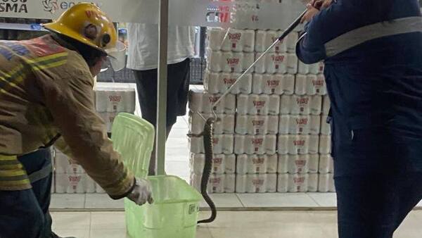 Cuerpo de Bomberos de Villeta rescatan a una yarará de estación de servicio