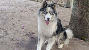 Encontró a su perro muerto en extrañas circunstancias en Humaitá