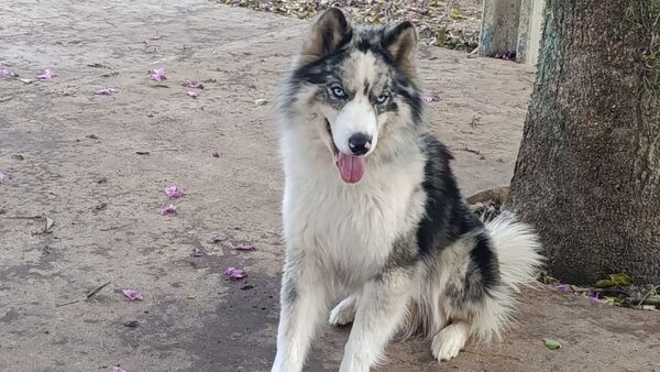 Encontró a su perro muerto en extrañas circunstancias en Humaitá