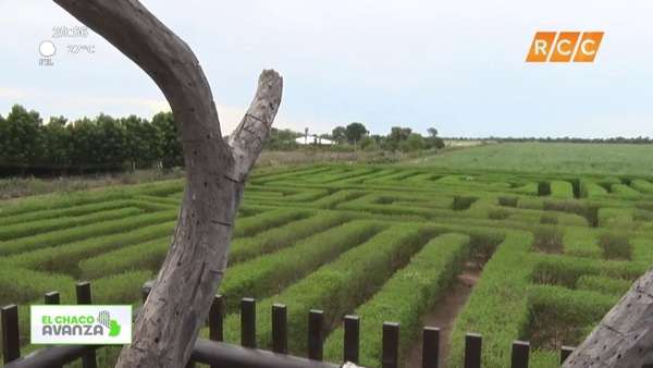 Video: El Chaco Avanza | Laverinto vegetal