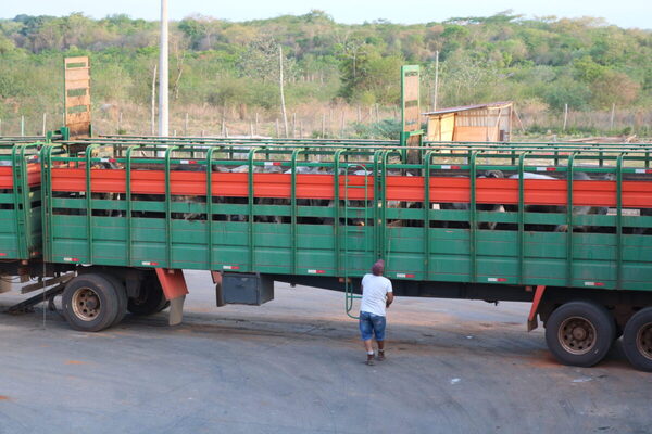 Presión de la industria sobre oferta moderada sostiene la suba del ganado gordo de exportación