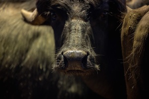 India consolidará su liderazgo exportador de carne de búfalo en 2026 con envíos por más de 1,7 millones de toneladas