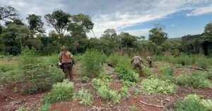 La Nación / Destruyen 6 hectáreas de marihuana en reserva forestal de Ñacunday