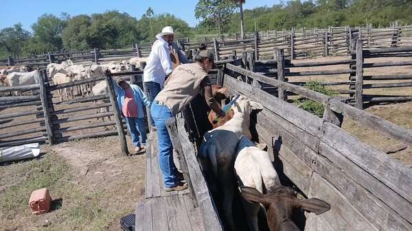 Con casi el 50% del hato ganadero inmunizado, prosigue vacunación en Alto Paraguay - Noticias del Chaco - ABC Color