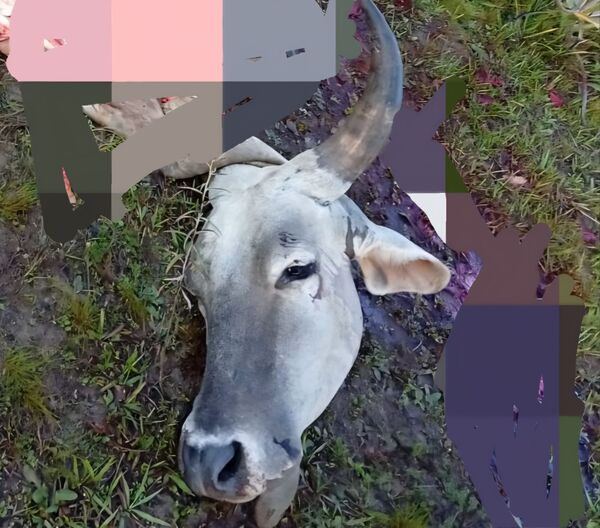 Nuevo caso de abigeato en Costa Florida, distrito de Loreto - Concepción al Día