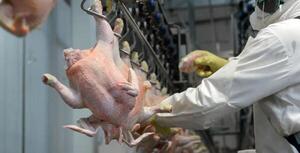 Exportaciones del sector avícola arrancan el año con menor dinamismo