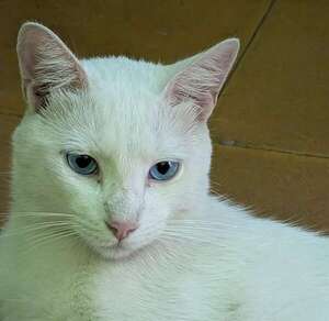 Luffy - Encontrá a tu mascota - ABC Color