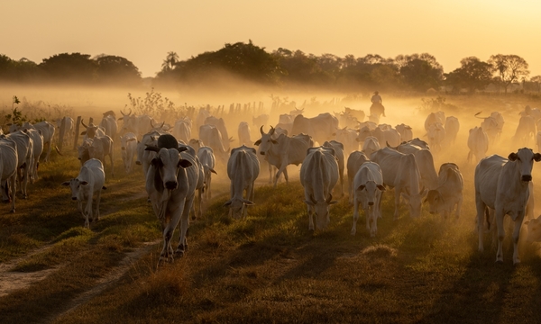 La ganadería va a tomando impulso con mayor demanda de terneros
