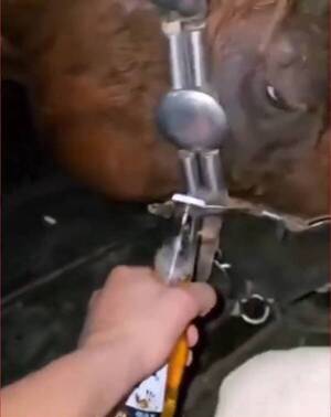 [VIDEO] ¡Socorro! Utilizan a caballo como abridor de cerveza