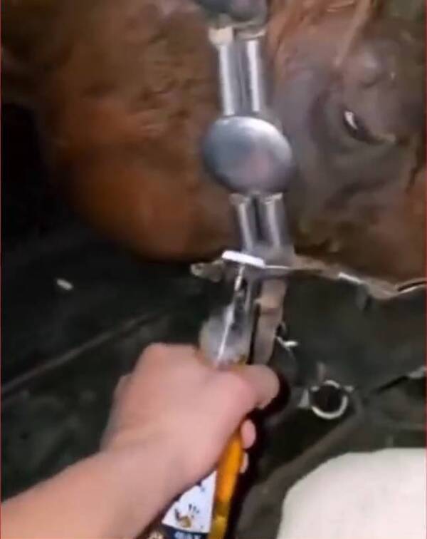 [VIDEO] ¡Socorro! Utilizan a caballo como abridor de cerveza