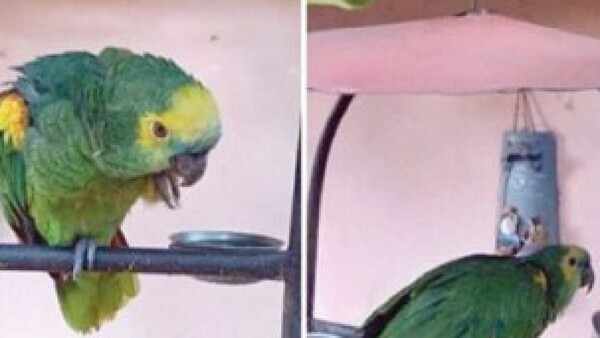 Ladrones le dejaron sin su loro a un abuelito