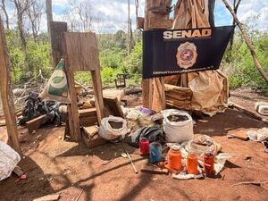 SENAD erradica 9 hectáreas de supuesta marihuana en operativo rural en Alto Verá