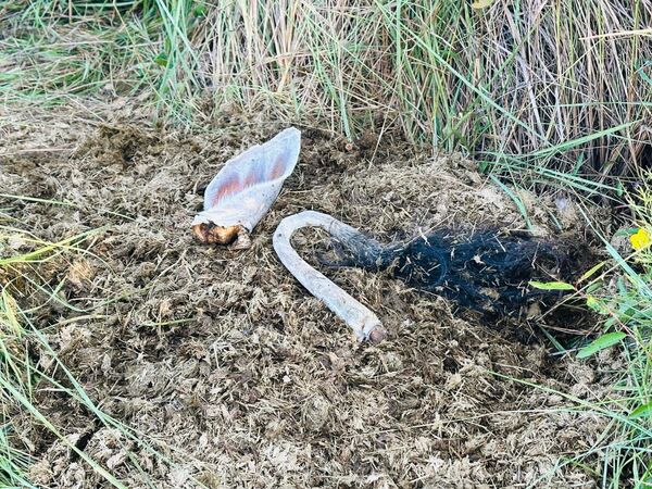 Faenamiento clandestino de ganado en estancia de Sargento José Félix López - Concepción al Día