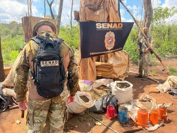 Senad destruyó cultivos de marihuana de campamentos clandestinos en Alto Verá - Policiales - ABC Color