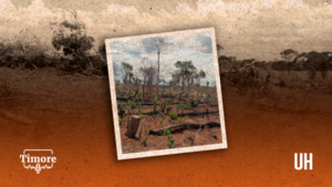 Pódcast ÚH: La deforestación, los cultivos ilícitos y el desafío para conservar los bosques