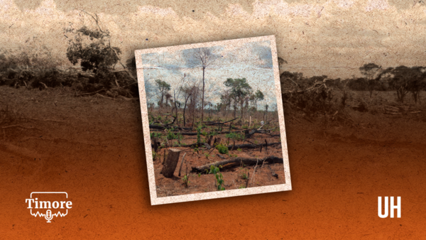 Pódcast ÚH: La deforestación, los cultivos ilícitos y el desafío para conservar los bosques