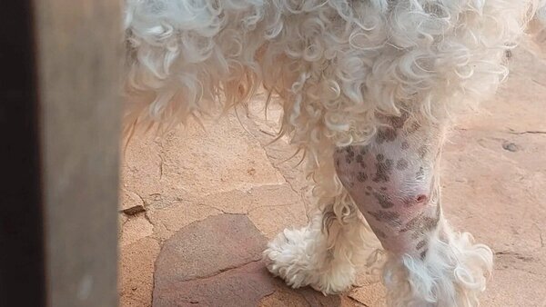 Hieren de un disparo a una perrita en Caacupé